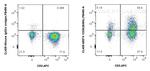 CD26 Antibody in Flow Cytometry (Flow)