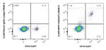 CD20 Antibody in Flow Cytometry (Flow)