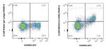 Fas/CD95 Antibody in Flow Cytometry (Flow)