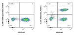 CD4 Antibody in Flow Cytometry (Flow)