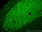 NUMBL Antibody in Immunohistochemistry (PFA fixed) (IHC (PFA))