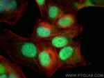 DIDO1 Antibody in Immunocytochemistry (ICC/IF)