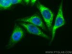RCN2 Antibody in Immunocytochemistry (ICC/IF)