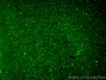 TAU Antibody in Immunohistochemistry (PFA fixed) (IHC (PFA))