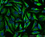 STOML2 Antibody in Immunocytochemistry (ICC/IF)