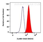 ENOX2 Antibody in Flow Cytometry (Flow)