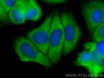 ENOX2 Antibody in Immunocytochemistry (ICC/IF)