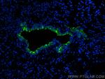 Uteroglobin/CC10 Antibody in Immunohistochemistry (PFA fixed) (IHC (PFA))