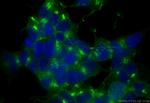 STMN2 Antibody in Immunocytochemistry (ICC/IF)