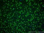 FABP3 Antibody in Immunohistochemistry (PFA fixed) (IHC (PFA))