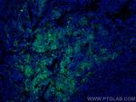 Lumican Antibody in Immunohistochemistry (PFA fixed) (IHC (PFA))