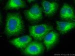 RTN4/NOGO Antibody in Immunocytochemistry (ICC/IF)