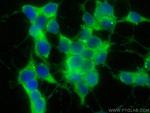 EIF3E Antibody in Immunocytochemistry (ICC/IF)