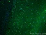 CRH/CRF Antibody in Immunohistochemistry (PFA fixed) (IHC (PFA))