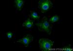 RTN4/NOGO Antibody in Immunocytochemistry (ICC/IF)