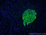 Secretogranin III Antibody in Immunohistochemistry (PFA fixed) (IHC (PFA))