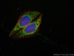 AK2 Antibody in Immunocytochemistry (ICC/IF)