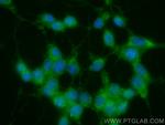 MEK1/2 Antibody in Immunocytochemistry (ICC/IF)