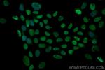 MCM7 Antibody in Immunocytochemistry (ICC/IF)