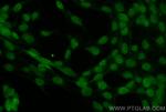 SUMO2/3 Antibody in Immunocytochemistry (ICC/IF)