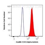 Alpha Actinin Antibody in Flow Cytometry (Flow)