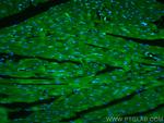 Alpha Actinin Antibody in Immunohistochemistry (PFA fixed) (IHC (PFA))