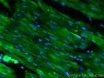 Alpha Actinin Antibody in Immunohistochemistry (PFA fixed) (IHC (PFA))