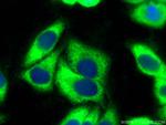 EEF1A1 Antibody in Immunocytochemistry (ICC/IF)