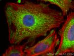 COX5B Antibody in Immunocytochemistry (ICC/IF)