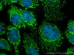 COX6B1 Antibody in Immunocytochemistry (ICC/IF)
