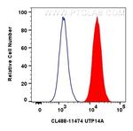 UTP14A Antibody in Flow Cytometry (Flow)