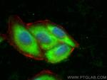TTC1 Antibody in Immunocytochemistry (ICC/IF)