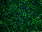 ASGR1 Antibody in Immunohistochemistry (PFA fixed) (IHC (PFA))