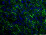 ASGR1 Antibody in Immunohistochemistry (PFA fixed) (IHC (PFA))