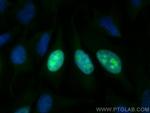 NUSAP1 Antibody in Immunocytochemistry (ICC/IF)