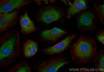 KRAS Antibody in Immunocytochemistry (ICC/IF)