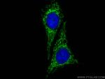 ATPIF1 Antibody in Immunocytochemistry (ICC/IF)