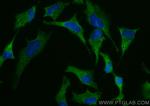 UBA5 Antibody in Immunocytochemistry (ICC/IF)