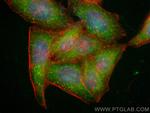 PBXIP1 Antibody in Immunocytochemistry (ICC/IF)