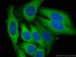 TRIM21 Antibody in Immunocytochemistry (ICC/IF)