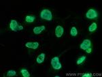MATR3 Antibody in Immunocytochemistry (ICC/IF)