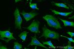 Cystatin C Antibody in Immunocytochemistry (ICC/IF)