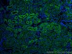 Cystatin C Antibody in Immunohistochemistry (PFA fixed) (IHC (PFA))