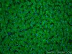 Clusterin Antibody in Immunohistochemistry (PFA fixed) (IHC (PFA))