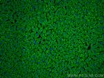 Aconitase 1 Antibody in Immunohistochemistry (PFA fixed) (IHC (PFA))