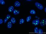 NIFK Antibody in Immunocytochemistry (ICC/IF)
