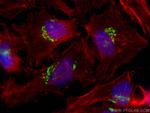 golgin 97 Antibody in Immunocytochemistry (ICC/IF)