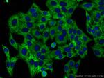 Osteoglycin Antibody in Immunocytochemistry (ICC/IF)
