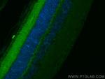 Neuropeptide Y Antibody in Immunohistochemistry (PFA fixed) (IHC (PFA))