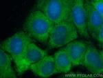 DNAJB4 Antibody in Immunocytochemistry (ICC/IF)